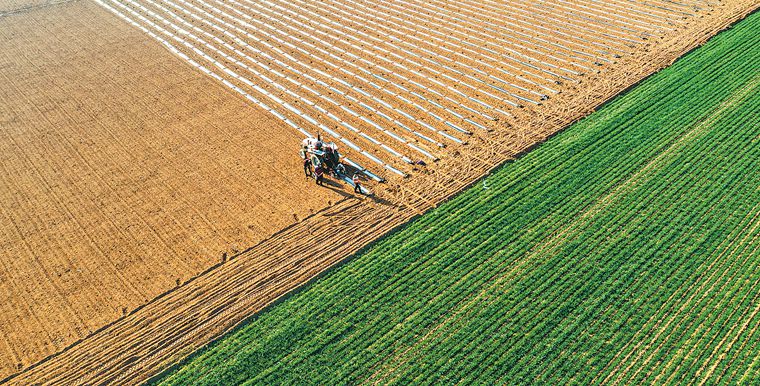 Luoyang Farmlands Evoke Pastoral Beauty