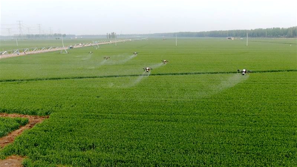 河南省上蔡縣：近千架植保無人機打響小麥增產“保衛戰” 