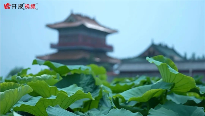 开封：荷花倾城 邀你赴约