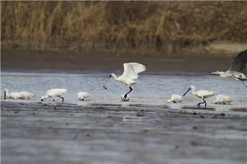 洛阳孟津区：呵护生物多样之美，擦亮湿地“生态名片”