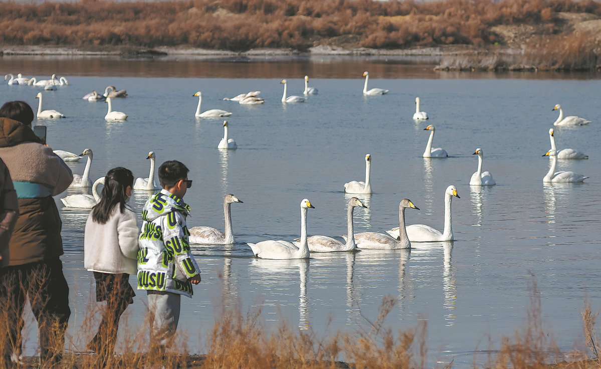 Henan's bird species account for 30% of China's total