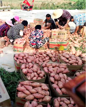 【蔬菜】唐河县书强红薯种植专业合作社：互联网产业助贫脱贫