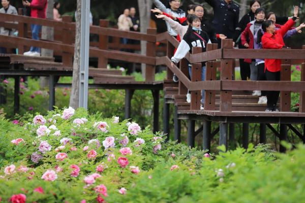 【行走河南·读懂中国】花开谷雨 来老家河南赴一场牡丹之约
