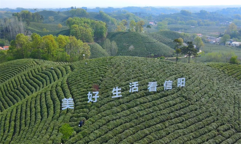 信手拈来好“采”头 信阳毛尖正式全面开采