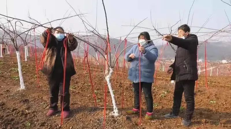 淅川：人勤不负好时光 果树管理正当时