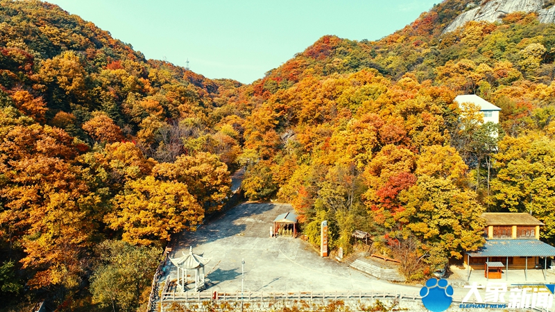 【行走河南·读懂中国】南阳宝天曼：漫山遍野秋色浓 醉美红叶入画来