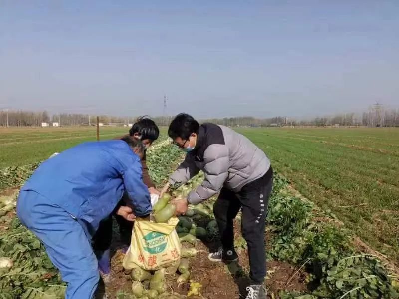 焦作文旅助农卖菜