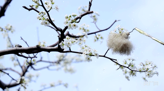 河南永城：梨花争艳 “蜜蜂人”抢抓农时忙授粉