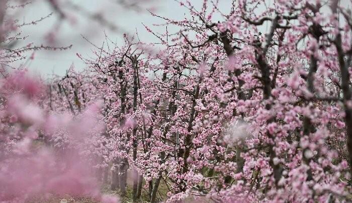 Peach Blossoms in Full Bloom in Menlouzhang