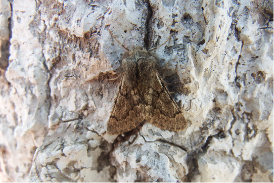 我省春尺蠖已经进入成虫羽化期