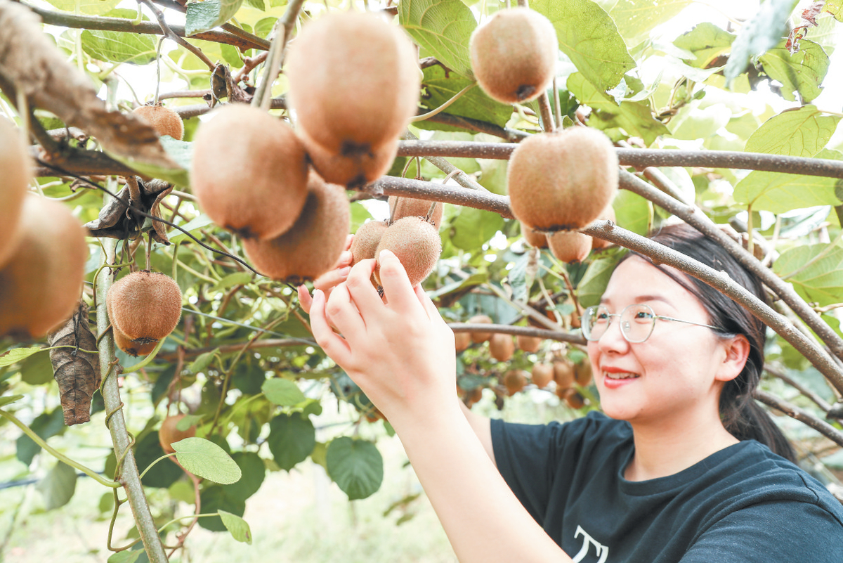 西峡 菌果飘香庆丰收