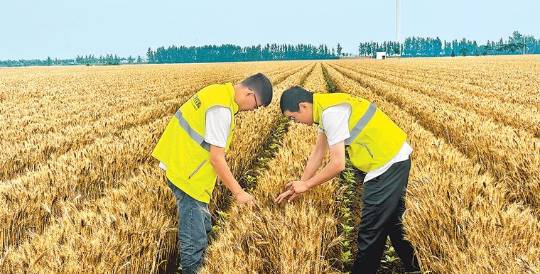 全力以赴战“三夏”丨真金白银助力“三夏”