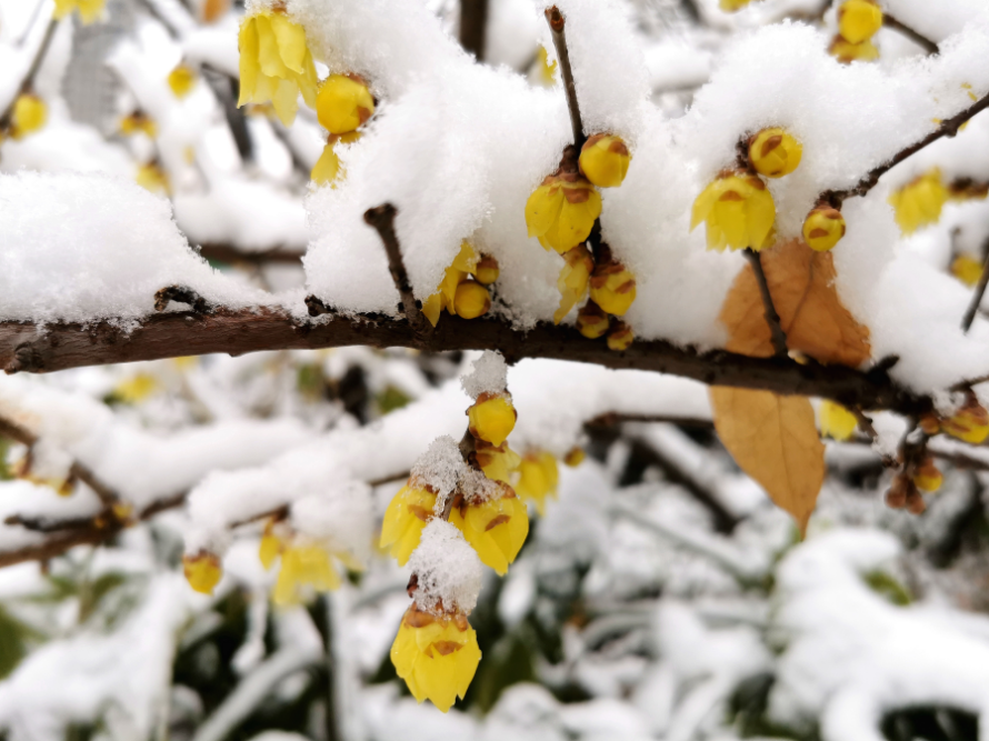 玩转河南丨来许昌“踏雪寻梅”，享受专属冬日的浪漫