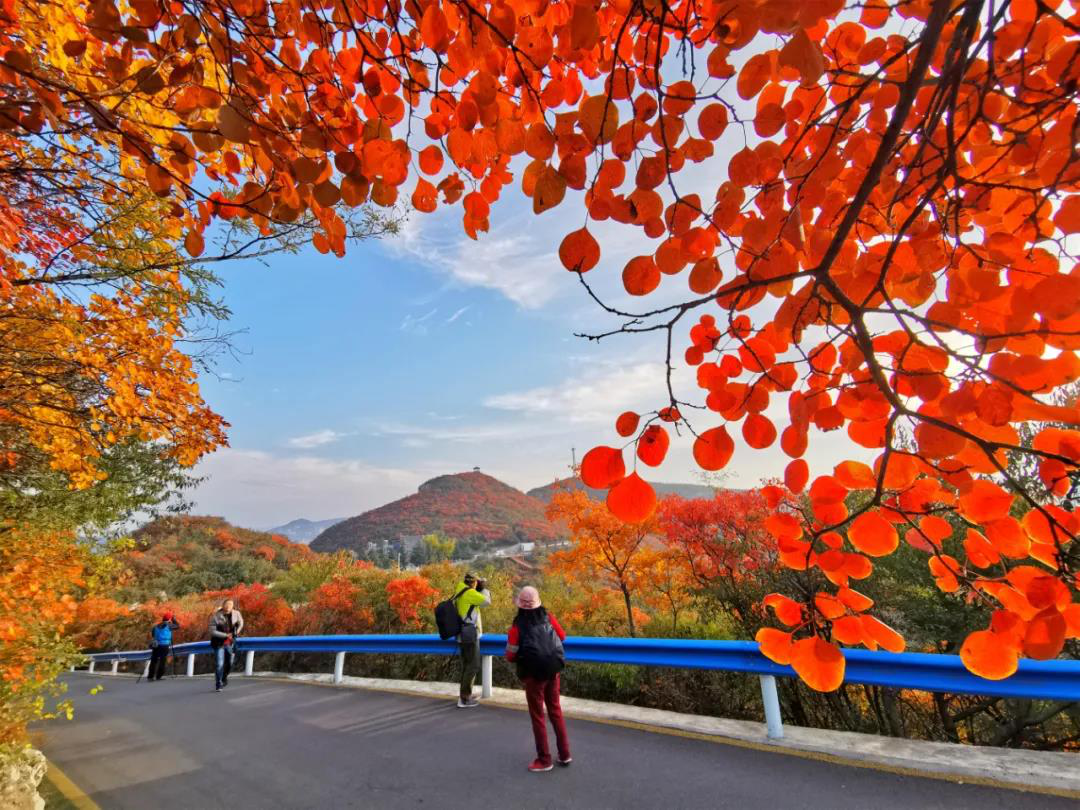 萬畝紅葉等你來賞 2020焦作(青天河)紅葉節(jié)啟幕