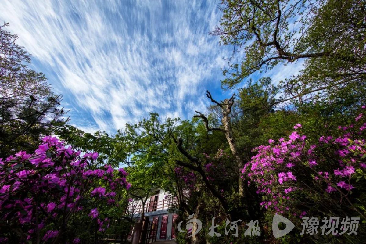 行走河南·读懂中国丨春游老君山 这些美景值得一看