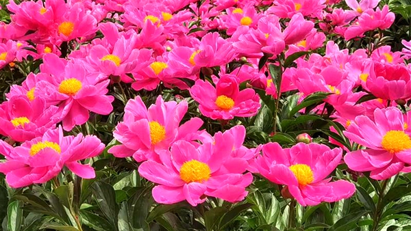 河南省虞城县：芍药花开迎客来 亦农亦旅促增收