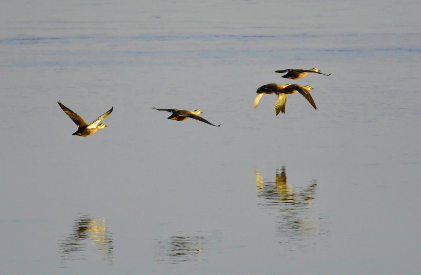 河南温县：黄河湿地 候鸟翔集