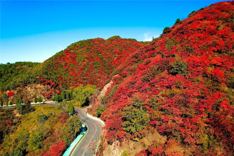 来深秋王屋山 赏满山红叶 看千年银杏
