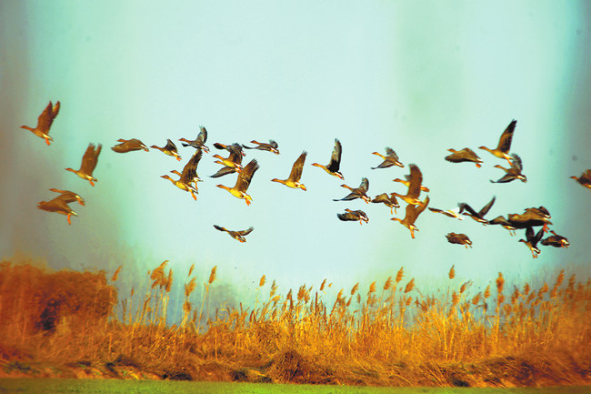 河南省湿地保护率过半 生态如画 鸟儿安家