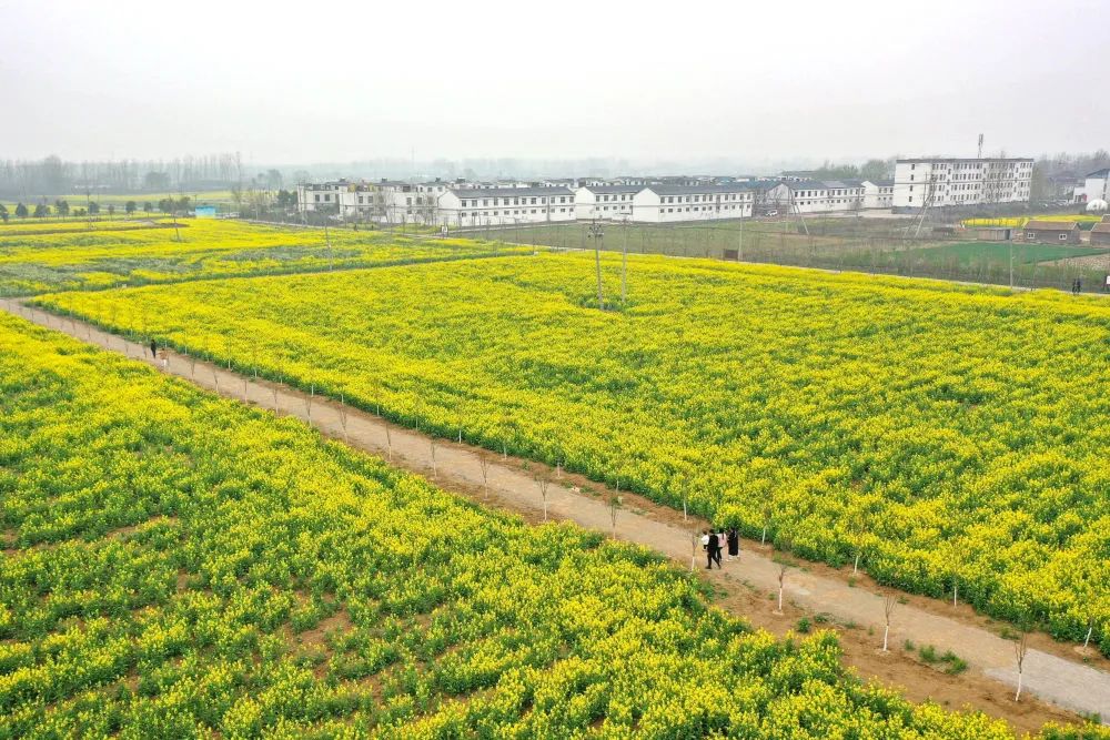 【行走河南·读懂中国】平顶山：昔日“空心村”引城里游客来寻乡愁
