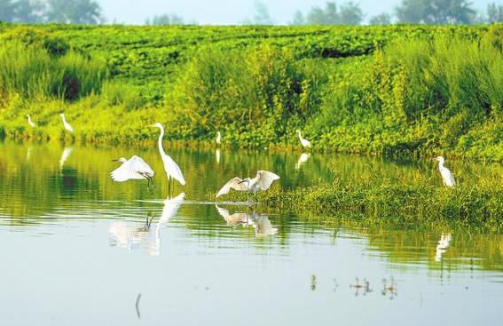 Flock of Egrets Seen Forgaging in Zhumadian