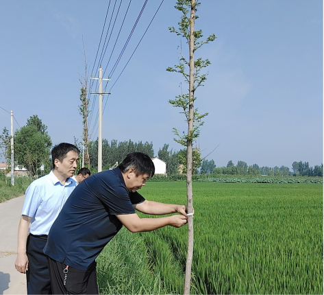 濮阳市审计局关注乡村绿化成效助推生态文明建设