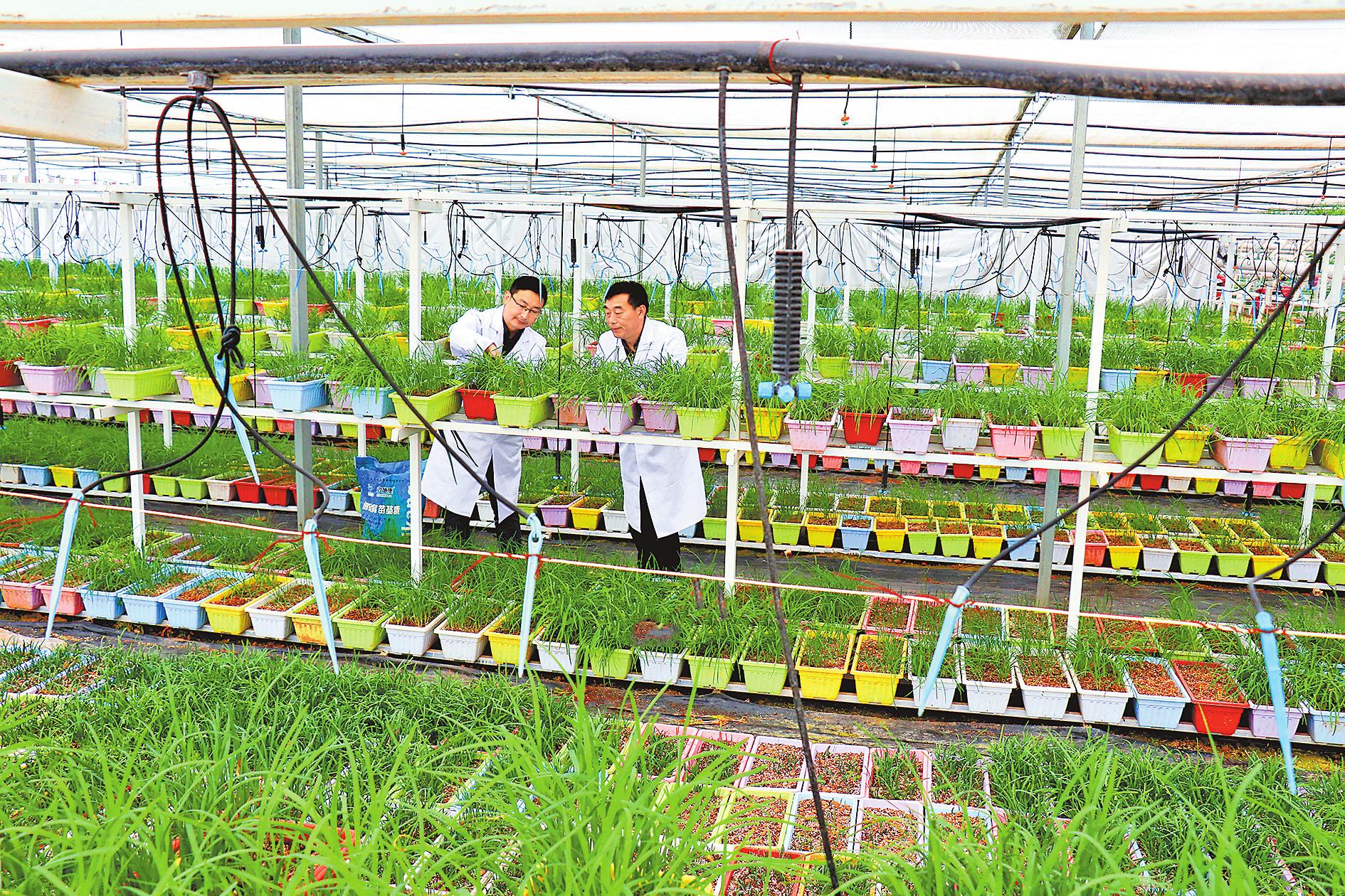 4月14日,扶沟县韭菜研究所的技术员在对韭菜进行提纯