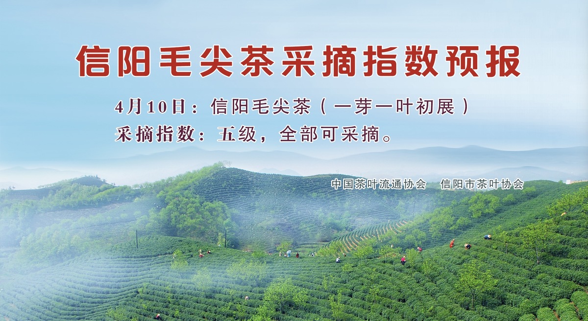 信陽毛尖茶采摘指數預報 信陽毛尖茶采摘指數預報