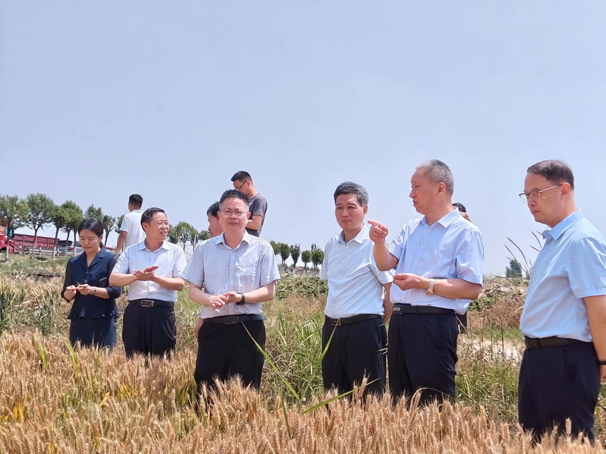 省粮食和物资储备局局长张弓赴新乡督导调研夏粮收购等工作