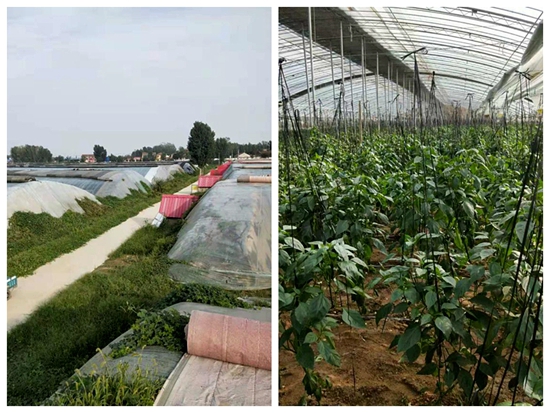 【蔬菜】内黄县园丰种植有限公司：走产业扶贫之路  共圆致富之梦
