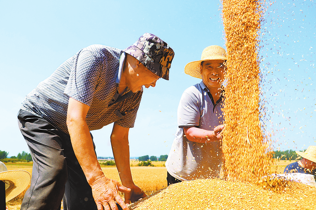 Wheat Enters Harvest Season in Dengzhou