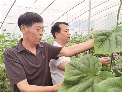 【洛阳】蔬菜大棚“撑”起乡村振兴梦