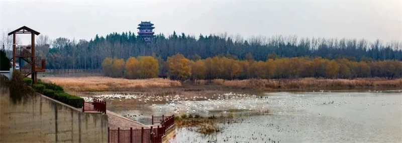 近万只白天鹅已飞临三门峡市 元旦前后数量将达到最高
