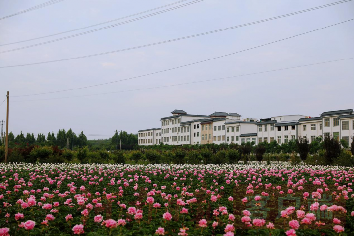 实时“云赏花”！洛龙芍药花海向市民游客免费开放