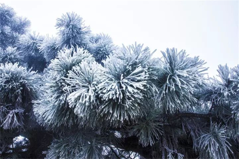 行走河南·读懂中国 | 鸡公山景区下雪了，一键打开美颜模式