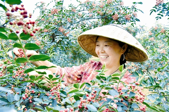 【三门峡】花椒红 采摘忙