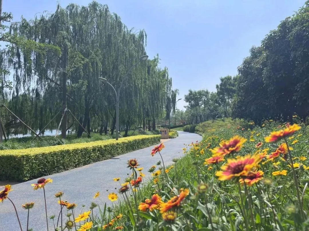 行走河南·读懂中国丨北龙湖的夏天 美成一道风景线