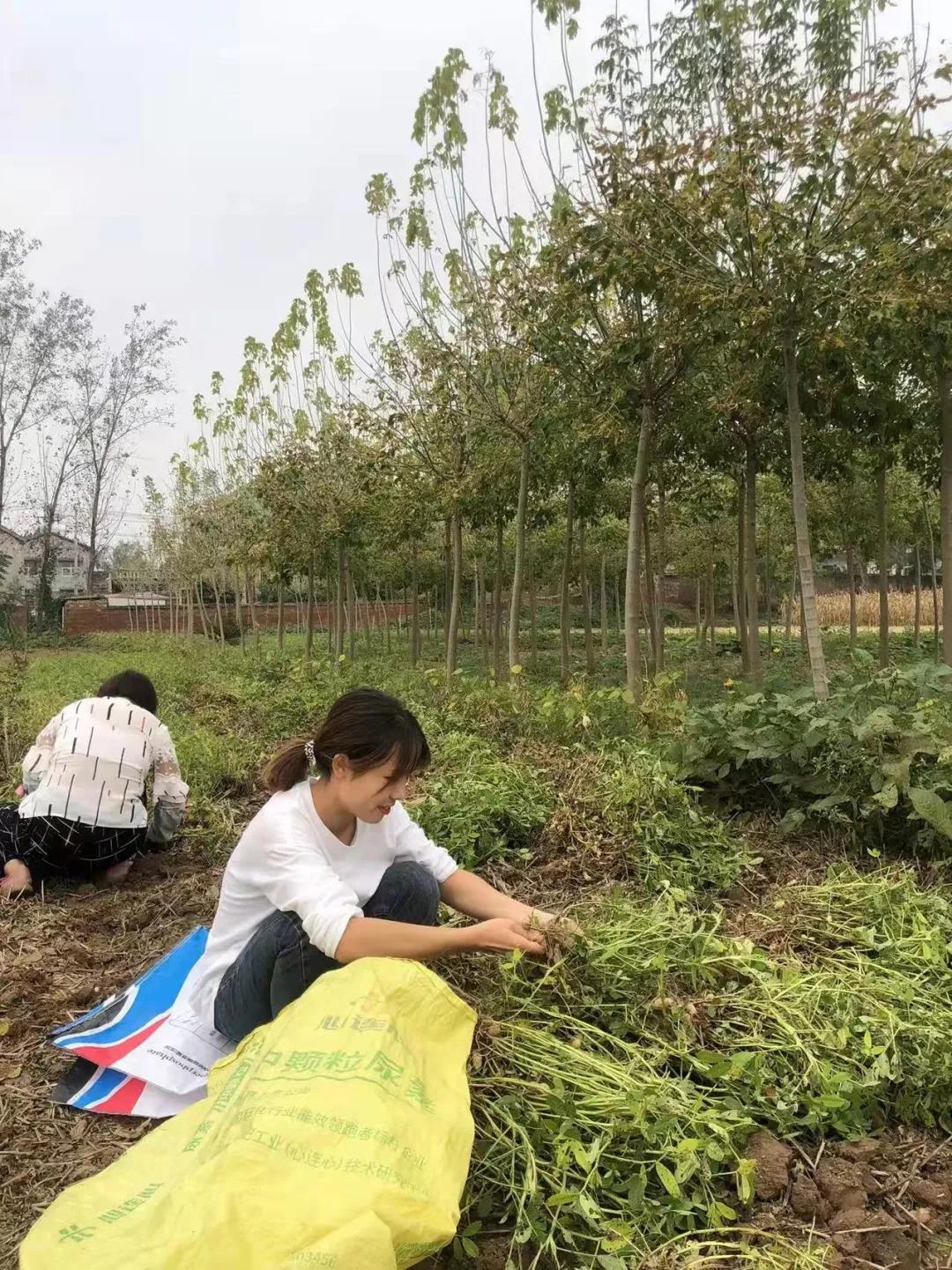 致敬劳动，礼赞丰收