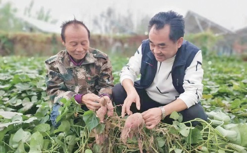 “西瓜红”红薯种植圆了村民致富梦