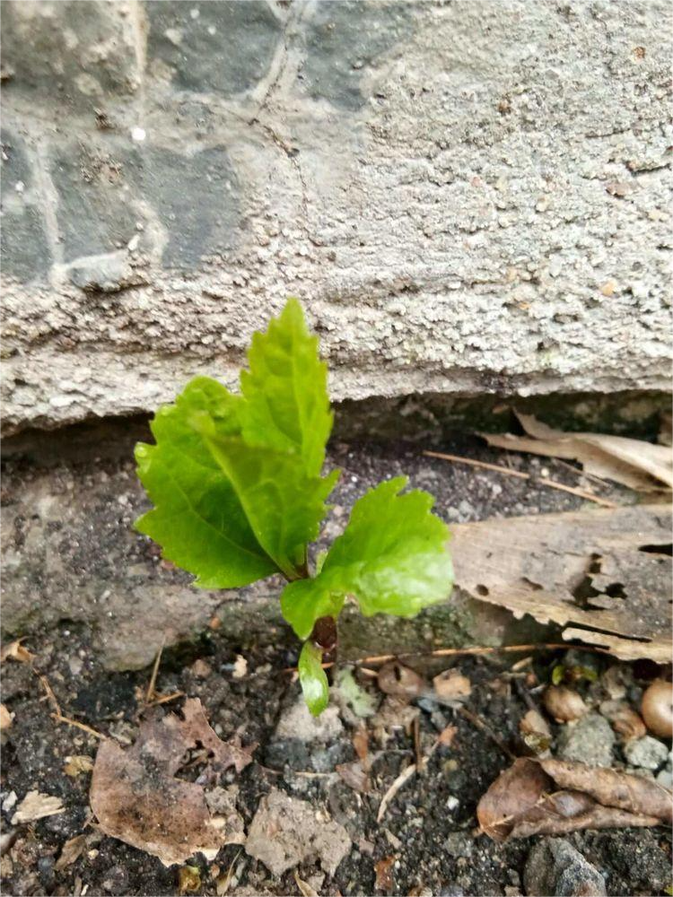 中国式浪漫节日——清明