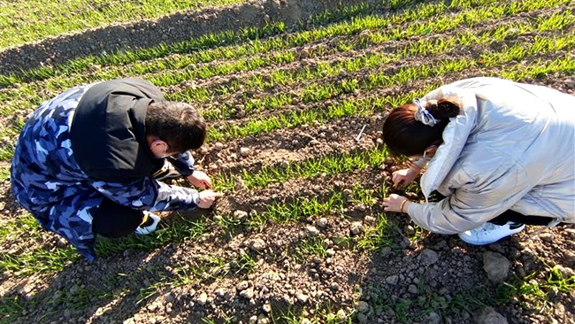 河南濮阳市华龙区：指导农民小麦田间管理忙