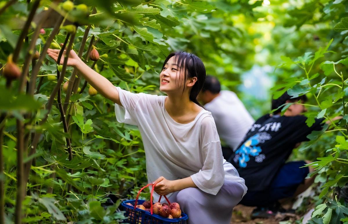 【行走河南·读懂中国】西平：无花果采摘助推乡村游