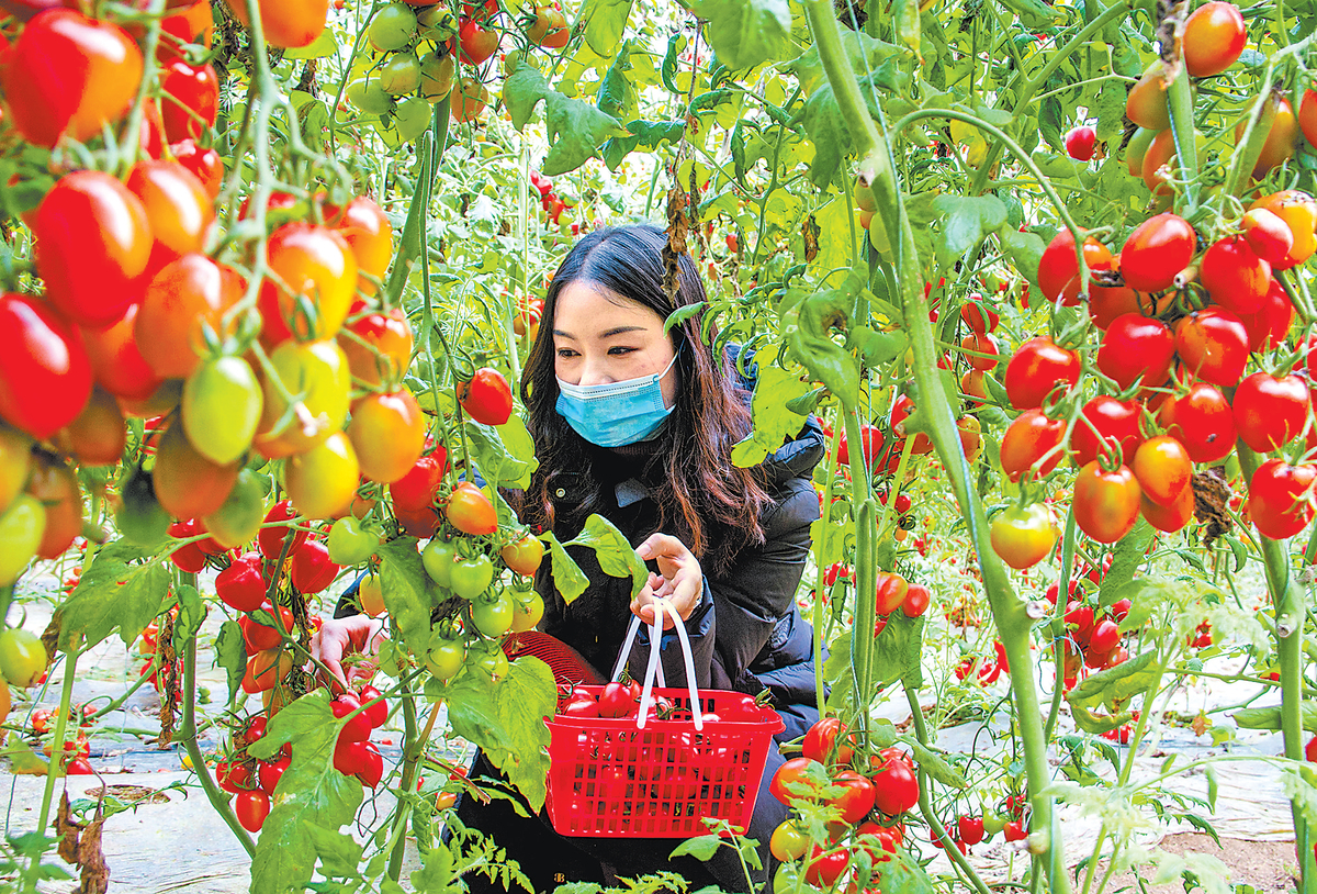 高效农业助增收