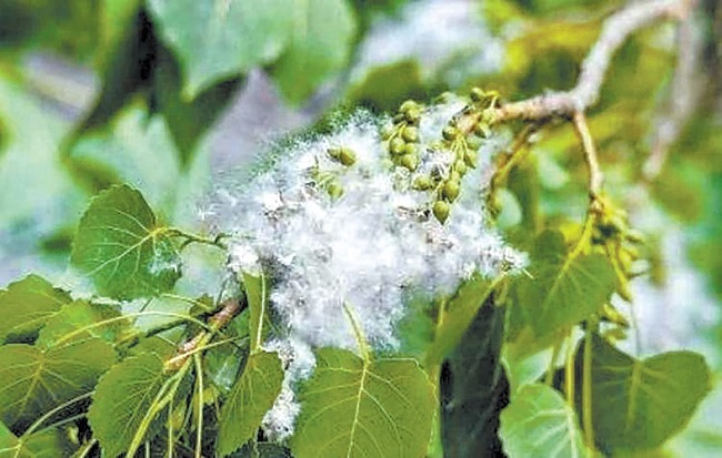 春日何时不“飞雪”