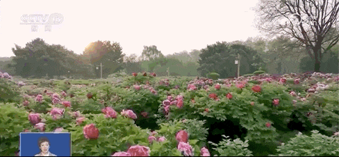 11.gif