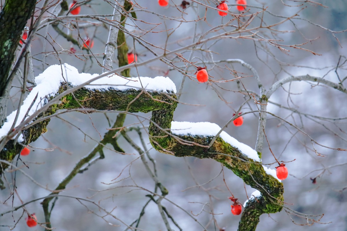 卢氏雪后山乡别样美