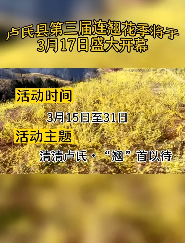 行走河南·读懂中国｜卢氏连翘花季14条精品赏花线路