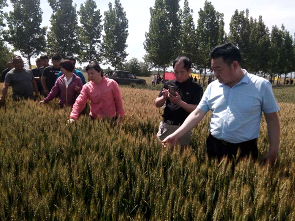 三门峡市组织开展2020年小麦新品种现场展示观摩会