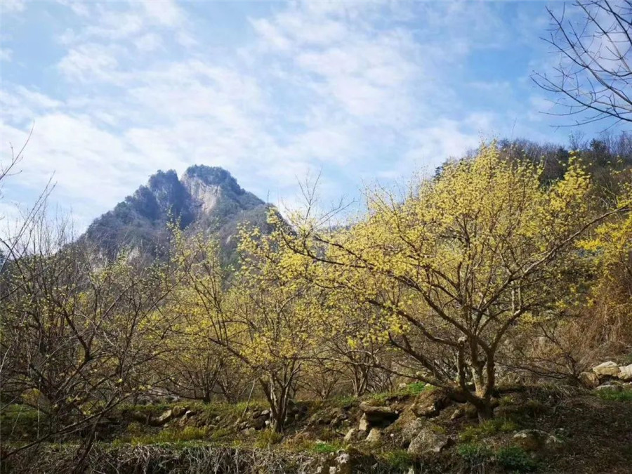 天河大峡谷第二届“茱萸花节”开幕