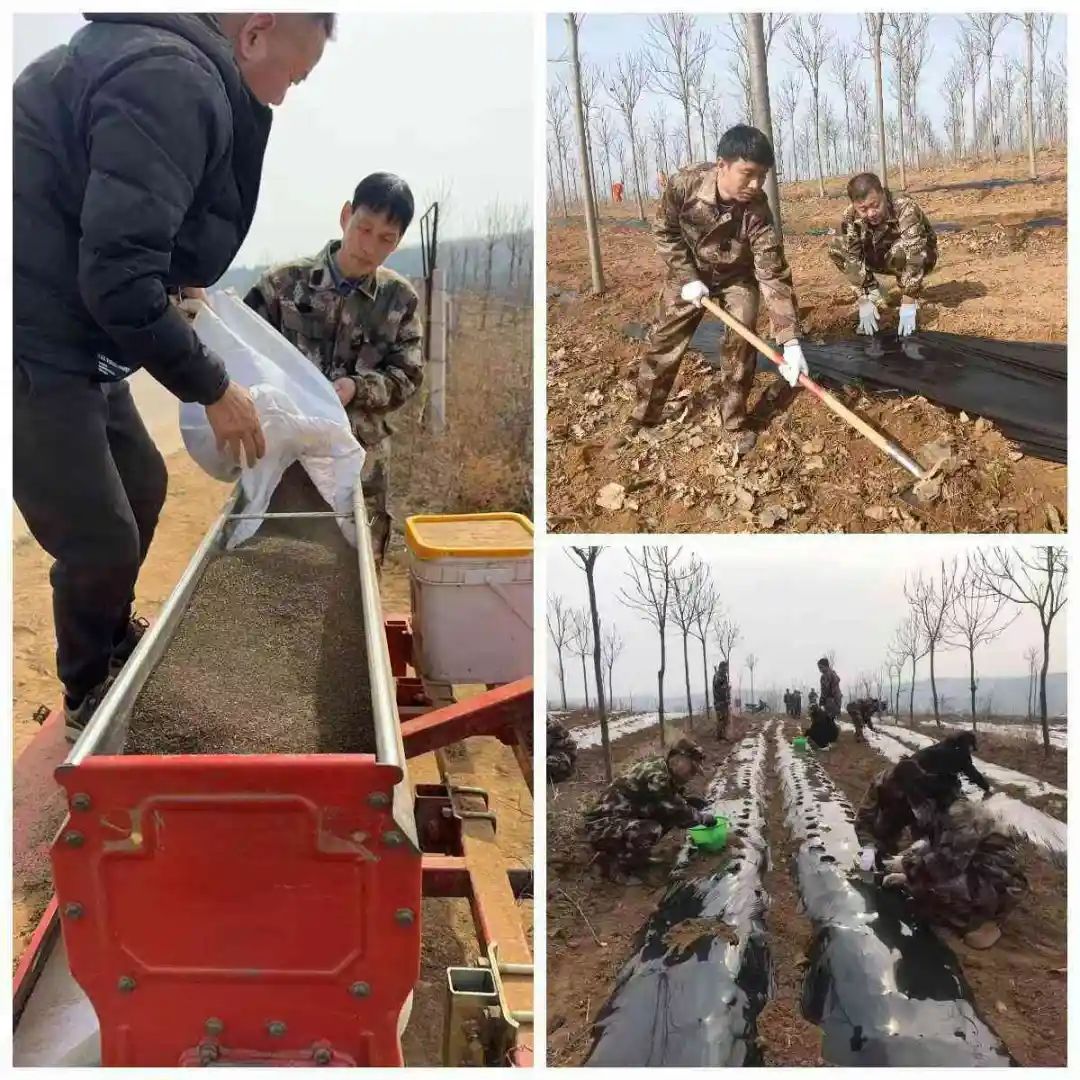 洛宁吕村林场全力推进林下中草药种植